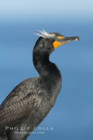 Image result for Phalacrocorax auritus
