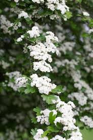 Attēlu rezultāti vaicājumam “Crataegus laevigata”