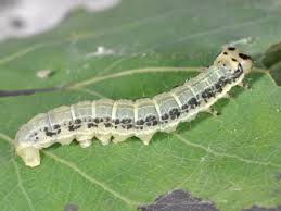 Attēlu rezultāti vaicājumam “Boudinotiana notha”