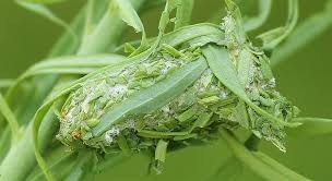 Attēlu rezultāti vaicājumam “Calophasia lunula larva”