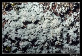 Attēlu rezultāti vaicājumam “Lepraria incana”