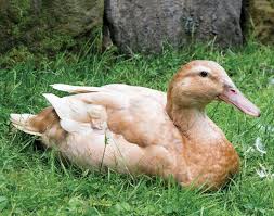 Image result for Aylesbury Ducks Sub Aqua Club