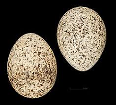 Image result for Cursorius cursor