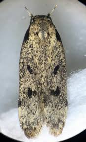 Attēlu rezultāti vaicājumam “Gelechia rhombella”