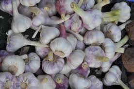 Attēlu rezultāti vaicājumam “Allium sativum fruit”