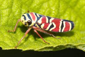 Attēlu rezultāti vaicājumam “Cicadellidae”