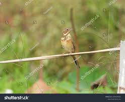Image result for Emberiza fucata