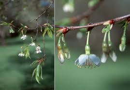 Attēlu rezultāti vaicājumam “Prunus cerasifera var. divaricata bud”
