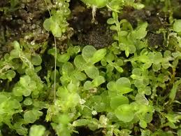 Attēlu rezultāti vaicājumam “Jungermannia hyalina”