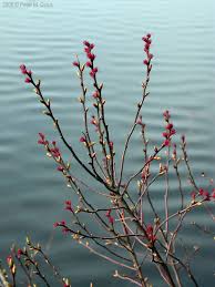 Attēlu rezultāti vaicājumam “Myrica gale bud”