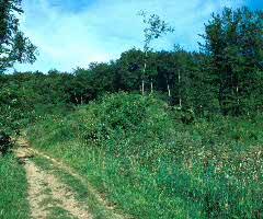 Attēlu rezultāti vaicājumam “Clossiana euphrosyne upperside”