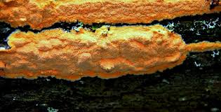 Attēlu rezultāti vaicājumam “Hapalopilus aurantiacus”