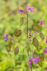 Image result for Lunaria annua
