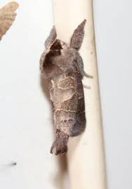 Attēlu rezultāti vaicājumam “Clostera pigra”