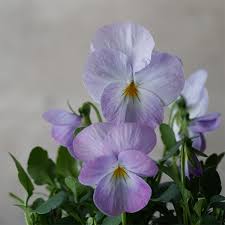 Image result for Hornveilchen