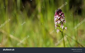 Attēlu rezultāti vaicājumam “Orchis ustulata flower”