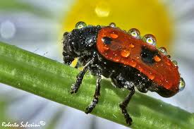 Attēlu rezultāti vaicājumam “Clytra quadripunctata”