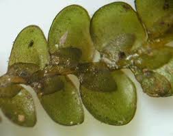 Attēlu rezultāti vaicājumam “Radula complanata sporophyte”