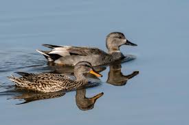 Attēlu rezultāti vaicājumam “Anas strepera female”