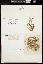 Attēlu rezultāti vaicājumam “Chaetophora pisiformis”