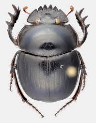 Attēlu rezultāti vaicājumam “Coleoptera”