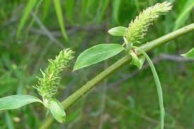 Attēlu rezultāti vaicājumam “Salix x doniana”