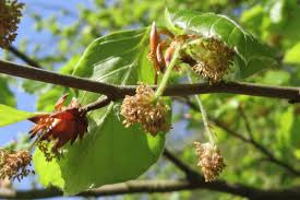 Attēlu rezultāti vaicājumam “Fagus sylvatica male flower”