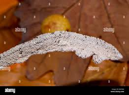 Attēlu rezultāti vaicājumam “Physarum bitectum”