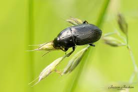 Attēlu rezultāti vaicājumam “Amara sp.”