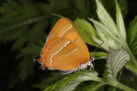 Attēlu rezultāti vaicājumam “Thecla betulae male”