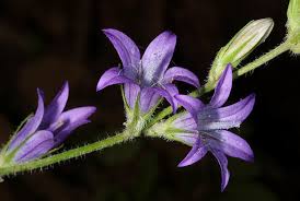 Image result for Campanula rapunculus