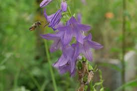 Image result for Campanula affinis