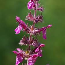 Attēlu rezultāti vaicājumam “Stachys sylvatica leaf”