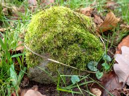 Attēlu rezultāti vaicājumam “Sciuro-hypnum curtum”