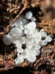 Attēlu rezultāti vaicājumam “Lachnum virgineum”