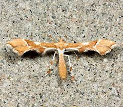 Attēlu rezultāti vaicājumam “Cnaemidophorus rhododactyla”