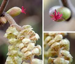 Attēlu rezultāti vaicājumam “Corylus avellana female flower”