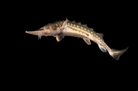 Image result for Acipenser medirostris