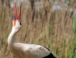 Attēlu rezultāti vaicājumam “Ciconia ciconia”