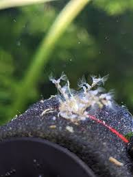 Attēlu rezultāti vaicājumam “Bryozoa”