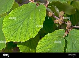 Attēlu rezultāti vaicājumam “Hamamelis virginiana leaf”