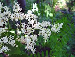 Attēlu rezultāti vaicājumam “Syringa reticulata subsp. amurensis”