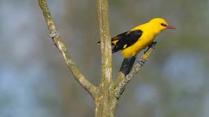 Attēlu rezultāti vaicājumam “Oriolus oriolus male”