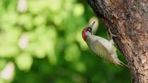 Attēlu rezultāti vaicājumam “Picus viridis nest”