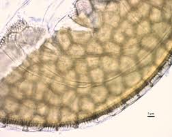 Attēlu rezultāti vaicājumam “Comatricha elegans var. microspora spores”