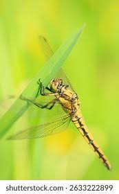 Attēlu rezultāti vaicājumam “Orthetrum cancellatum”