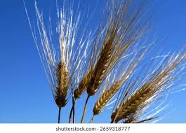 Attēlu rezultāti vaicājumam “Hordeum vulgare”