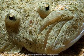 Image result for Scophthalmus maximus