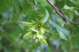 Attēlu rezultāti vaicājumam “Carpinus betulus fruit”
