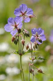 Image result for Geranium pratense